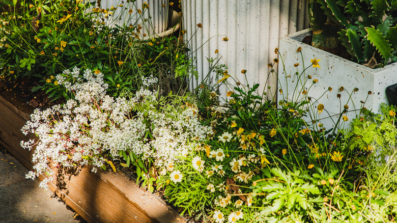 Wild looking garden beds with blooming flowers