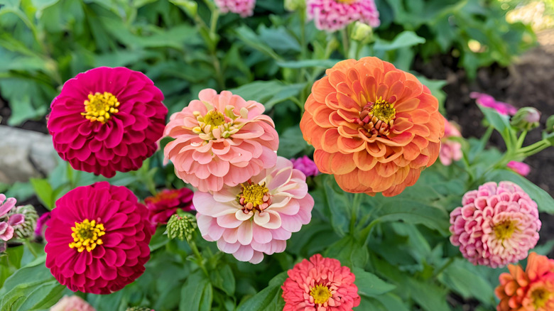 Brightly colored zinnias