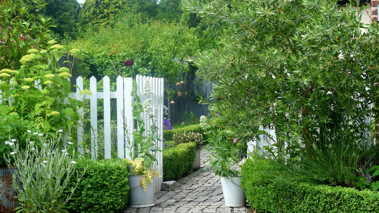 White picket fence around a garden with walkways
