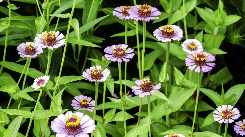 A group of single layer 'Zinderella' zinnias grow in a patch.
