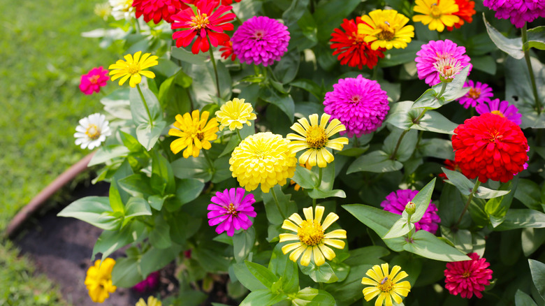 A garden bed houses an array of colorful zinnias.
