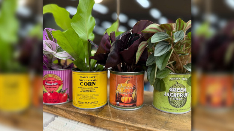 trader joes mini can foliage