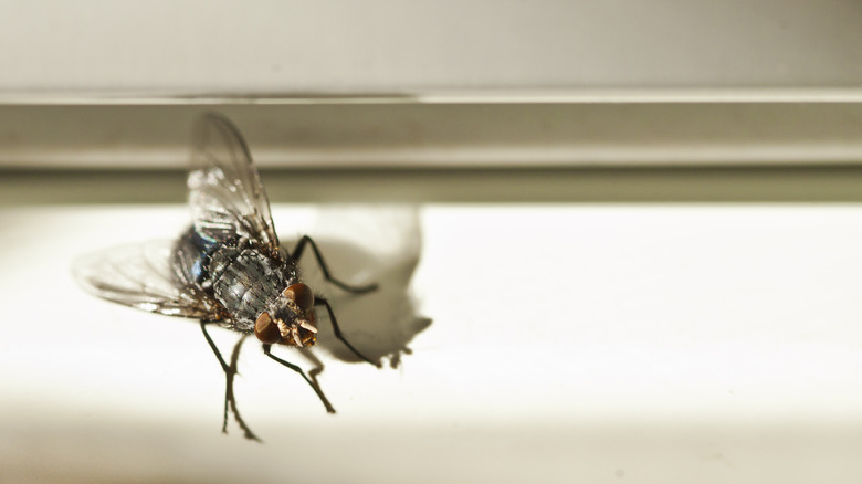 A fly sitting on a window sill