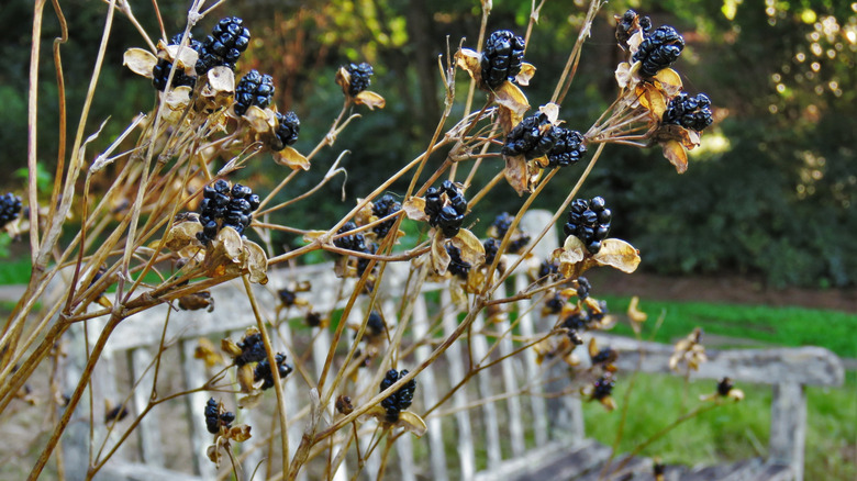 View of mature blackberry lily seed pods in the fall