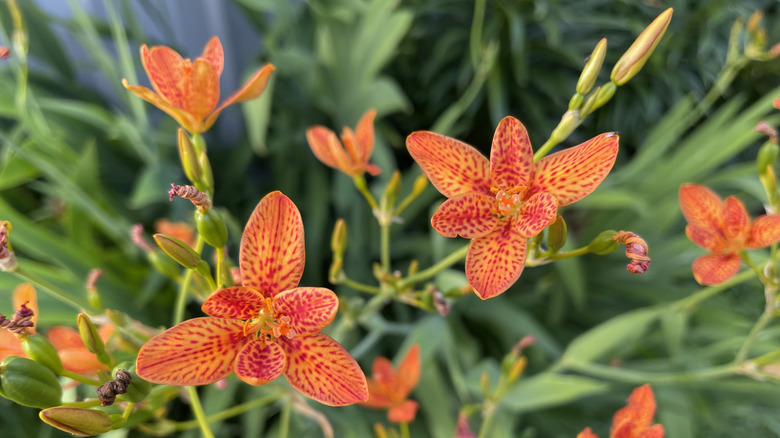 Blackberry lily in bloom