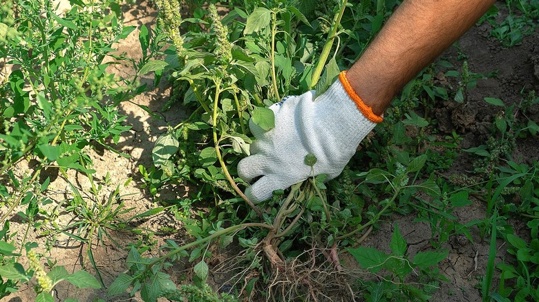 Close-up of a gloved hand grabbing a bunch of weeds in a garden