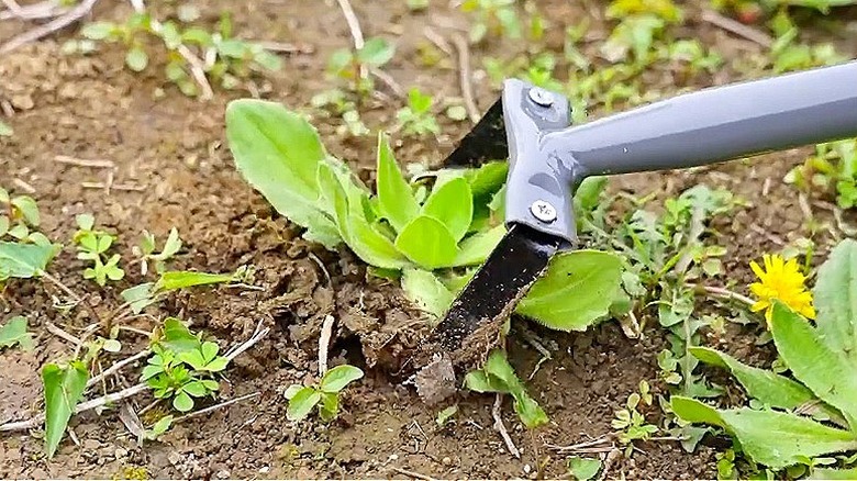 Walensee stirrup hoe removing a weed from a garden