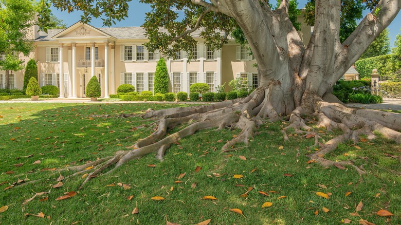 Tree with roots above ground