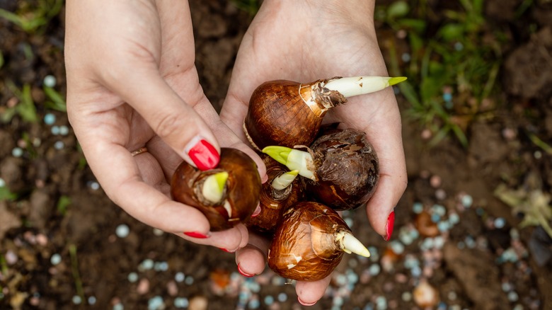 Daffodil bulbs in person's hands