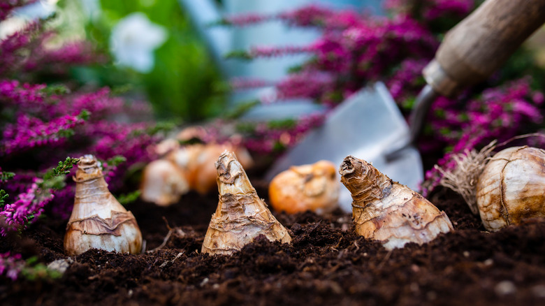 Bulbs sitting on soil