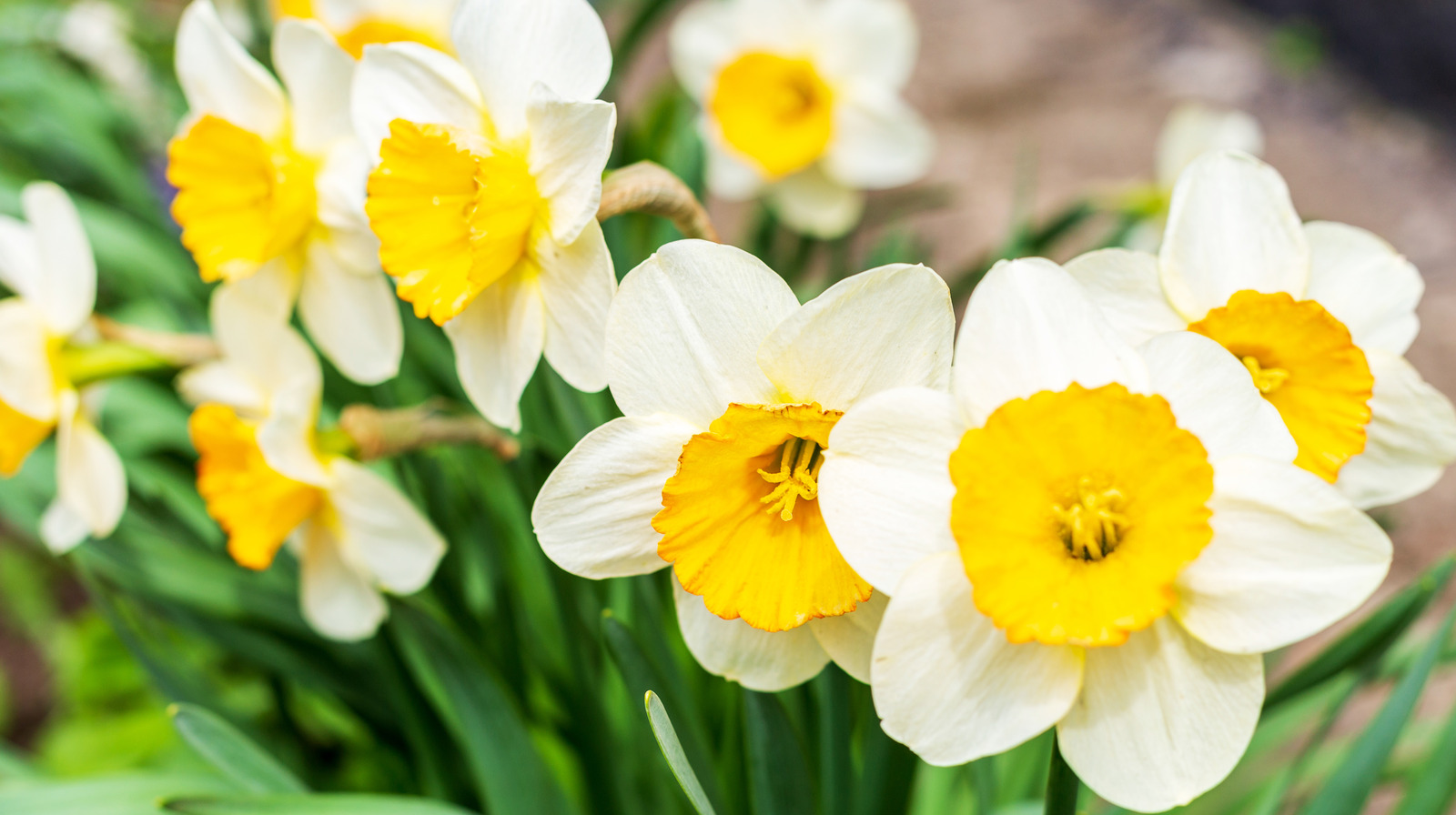 Daffodil Plant