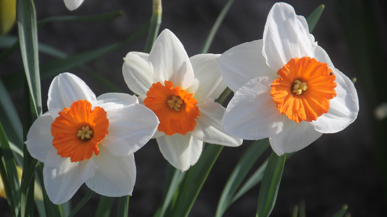 Daffodil blooms up close