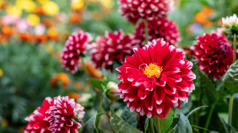 Red dahlias growing in garden