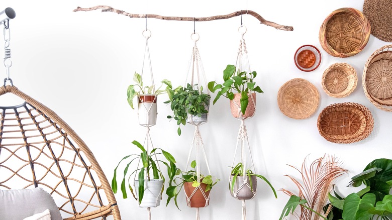 Hanging houseplants