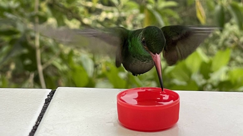 hummingbird drinking from small water bowl