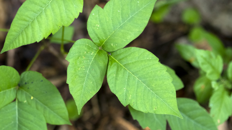 Poison ivy leaves