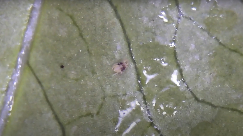 Sprayed miticide on gardenia leaf