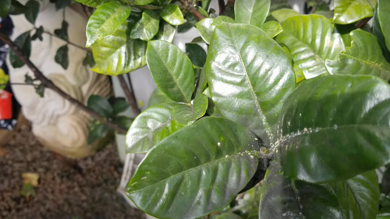 Scale insects on gardenia