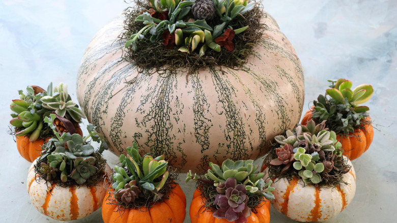 succulents growing on pumpkins