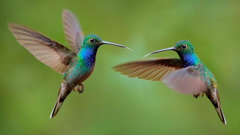 two hummingbirds flying