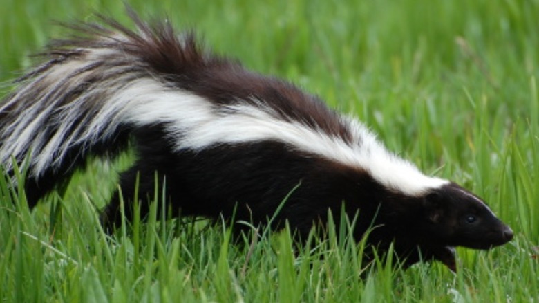 skunk walking through grass