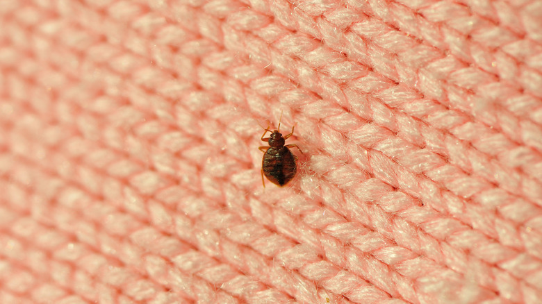 Bed bugs in mattress