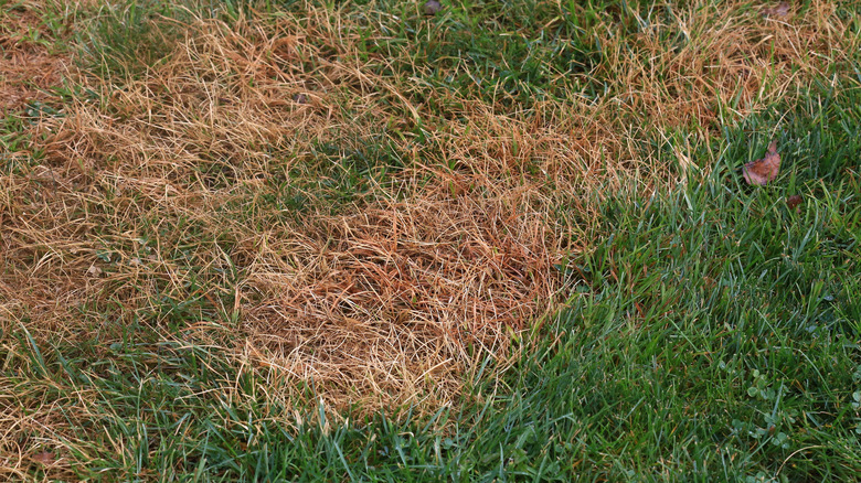 grub damage in lawn