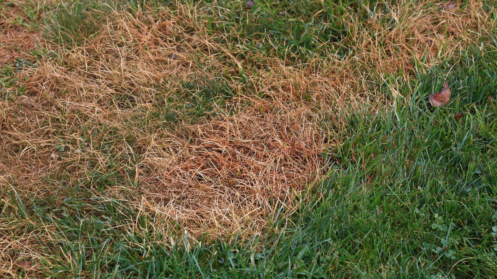Dead Spots In Your Lawn? How To Know If There Are Grubs In The Grass