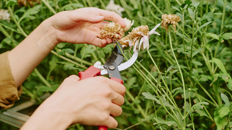 A person deadheading flowers with secateurs