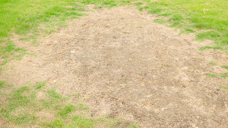 bare spot in a lawn