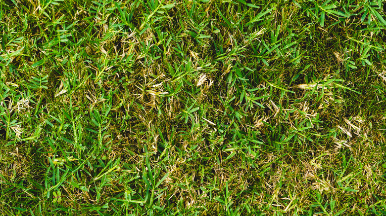 crabgrass on a lawn