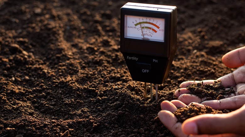 man testing the soil
