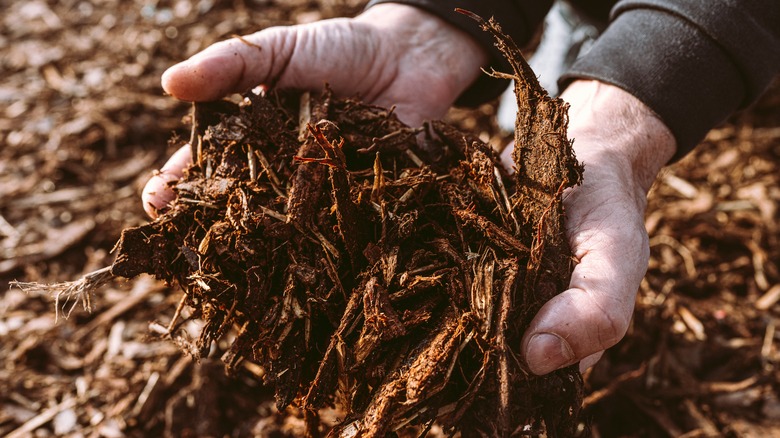 man holding mulch