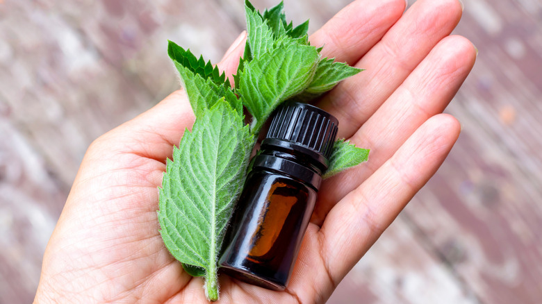 Hand holding mint leaves and essential oil in palm.