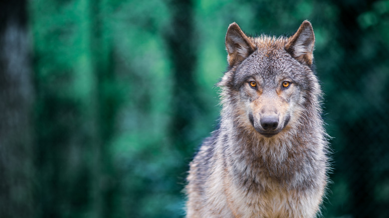 A wolf in the forest