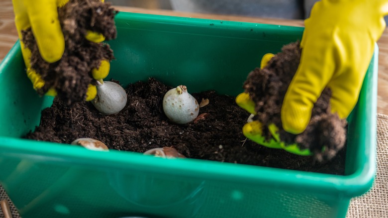 Person planting tulip bulbs in a container
