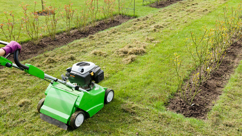 scarifying lawn with scarifier