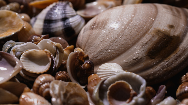 A photo of a lot of sea shells together.