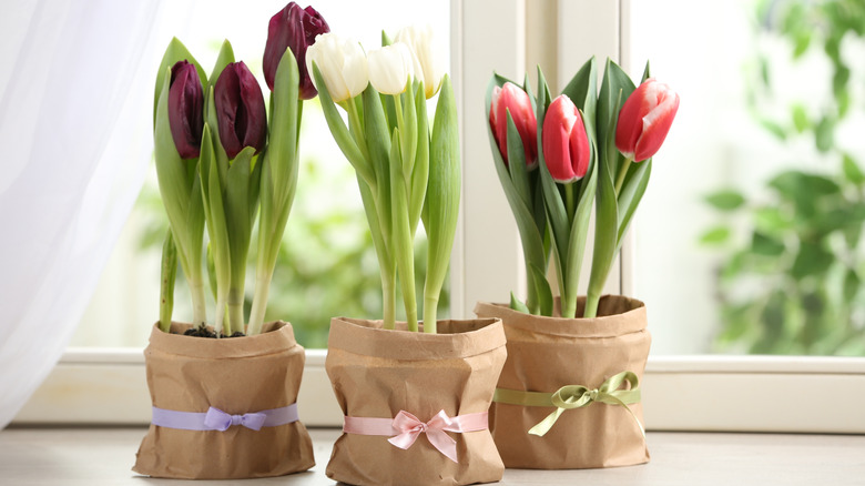 Three indoor potted tulips in a windowsill