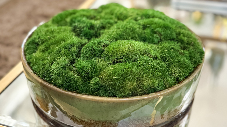 A bowl of live moss