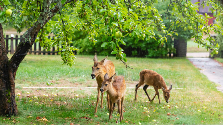 deer family eating apples in a garden