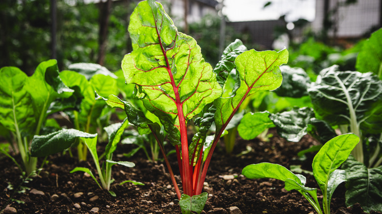 Chard growing in a vegtable garden