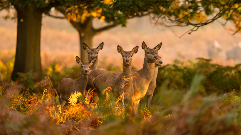 herd of six deer, all does, looking across a meadow from a forest with large trees and ferns