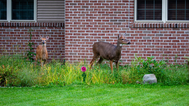 two deer standing in tall grass with a pink flower next to a red brick house