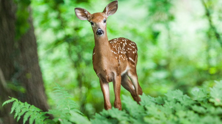 young deer in forest