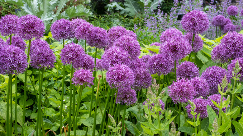 Flowering allium onions in garden