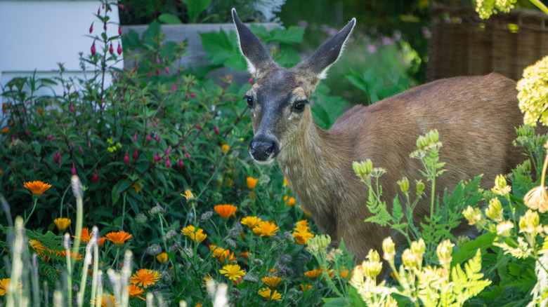 Whitetail doe in tall flowers