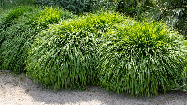 Japanese forest grass