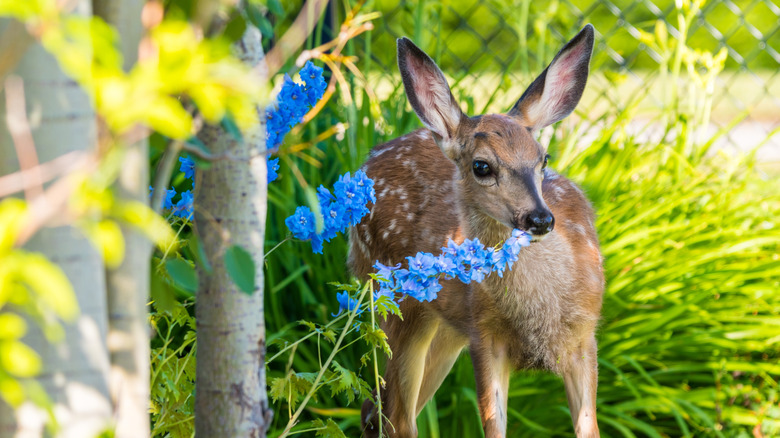 A young deer grazing among flowers