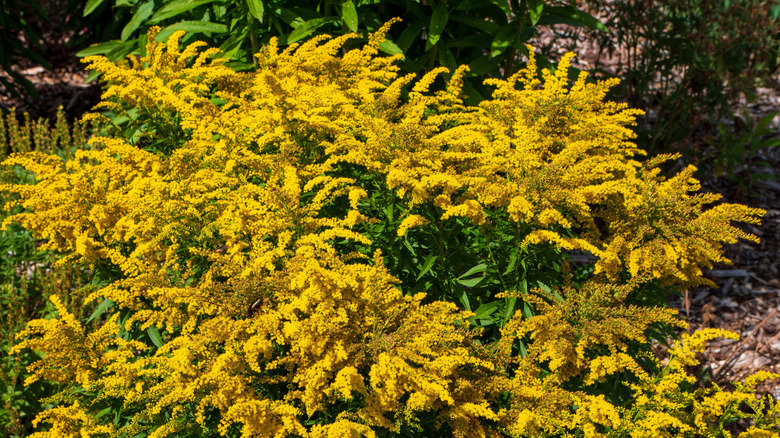 A large clump of goldenrod 'Fireworks' growing